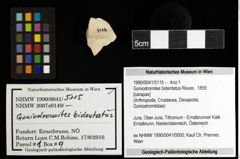 Foto (Objekt + Etiketten) von Goniodromites bidentatus (Reuss, 1859) 